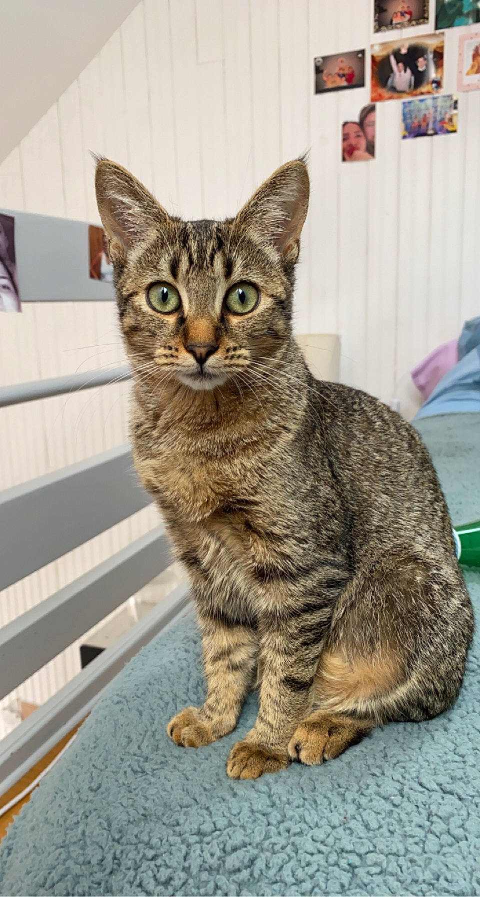 Baya participe au concours pour gagner de l'argent avec cette photo : carnivore, cat, domestic_short_haired_cat, felidae, fur, paw, small_to_medium_sized_cats, snout, tail, terrestrial_animal, whiskers, wildlife