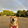 Paya participe au concours pour gagner de l'argent avec cette photo : animal, background, closeup, clouds, daytime, dog, gravel, happy, nature, outdoor, parked_cars, pet, pink_harness, rainbow, serene, shiba_inu, sky, smiling, sunlight, trees