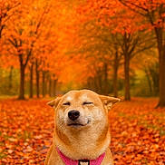 Paya a rejoint le concours — aidez-le/la à gagner de superbes lots ! autumn, canine, closeup, dog, fall_leaves, forest, happy, harness, leaf_litter, nature, orange, outdoor, park, pathway, pet, seasonal, serene, smiling, sunlight, trees
