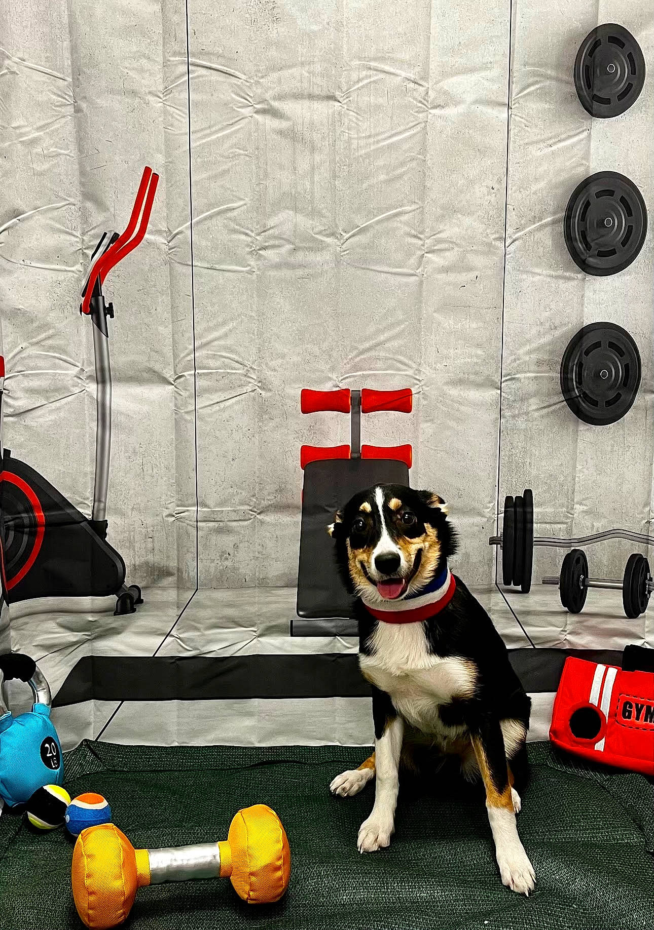 Suki is registered to the contest to win money with this photo: art, ball, carnivore, citrus, companion_dog, dog, dog_breed, flooring, mammal, room, sports_toy, stuffed_toy, tennis_ball, toy, vertebrate