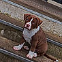 Rocky a rejoint le concours — aidez-le/la à gagner de superbes lots ! puppy, dog, brown, white, steps, concrete, sitting, outdoor, pet, young, cute, canine, stairs, door, paws, tail, looking, animal, domestic, young_dog