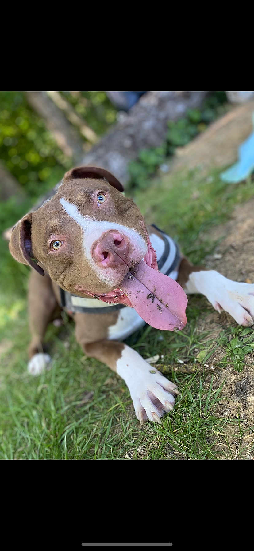 Rocky participe au concours pour gagner de l'argent avec cette photo : dog, tongue, grass, outdoor, happy, brown, white, pet, canine, animal, nature, playful, closeup, muzzle, ears, paws, dirt, tongue_out, harness, summer