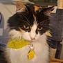 cat, calico_cat, yellow_bandana, indoor, wooden_surface, window_blinds, cat_tree, pet_tag, fluffy_fur, paws, sitting, close_up, domestic_cat, feline, pet, animal, whiskers, ears, eyes, fur_pattern