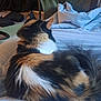 French Fry is registered to the contest to win money with this photo: cat, calico, feline, fur, bed, blanket, indoor, resting, animal, pet, cozy, tail, ears, back, comfort, soft, sleepy, domestic, quiet, relaxation