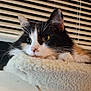 French Fry joined the competition — help win amazing prizes! cat, calico, pet, feline, resting, cozy, fleece, perch, indoor, window_blinds, whiskers, ears, fur, closeup, face, animal, cute, relaxed, domestic, soft