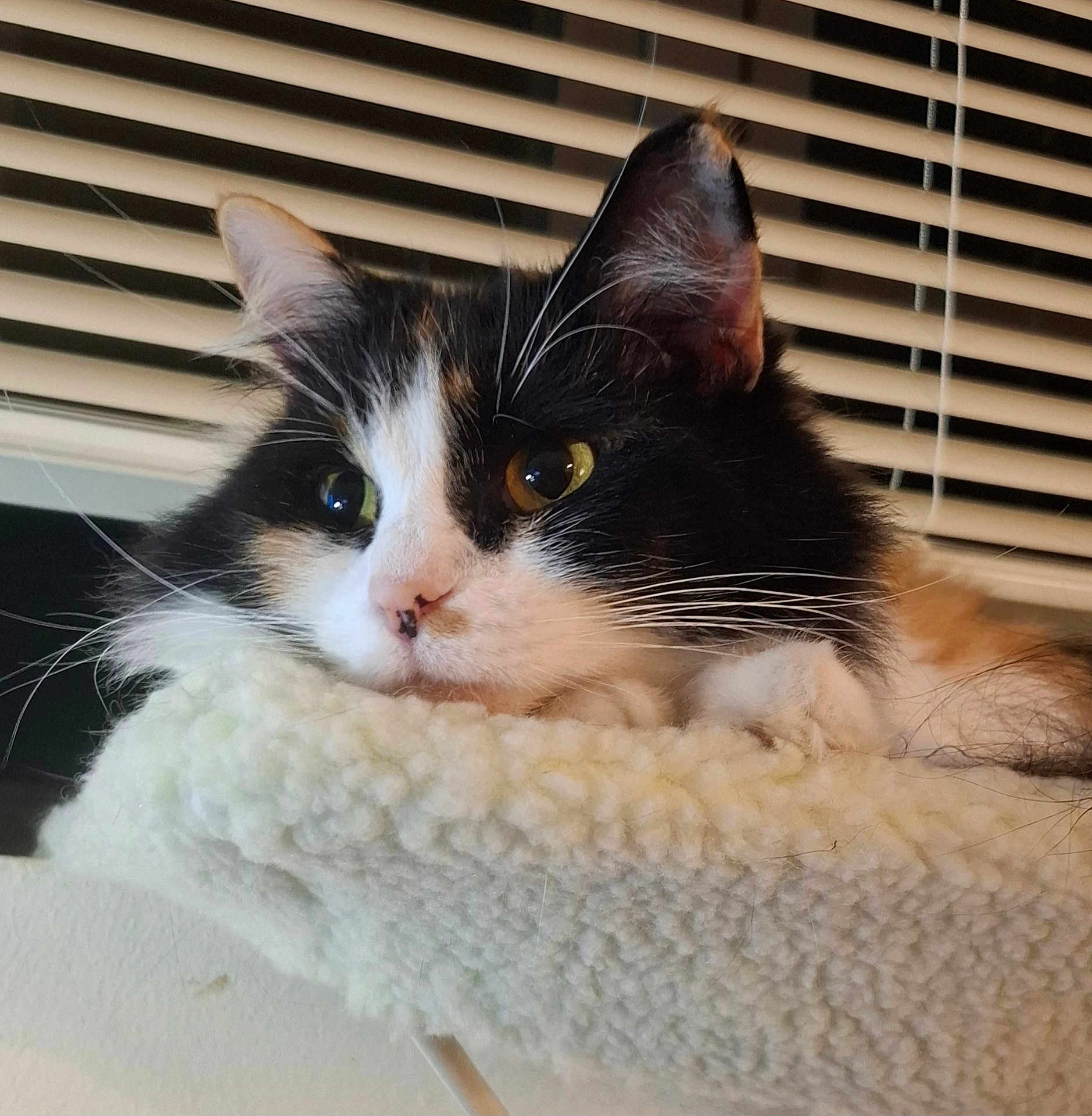 French Fry joined the competition — help win amazing prizes! cat, calico, pet, feline, resting, cozy, fleece, perch, indoor, window_blinds, whiskers, ears, fur, closeup, face, animal, cute, relaxed, domestic, soft
