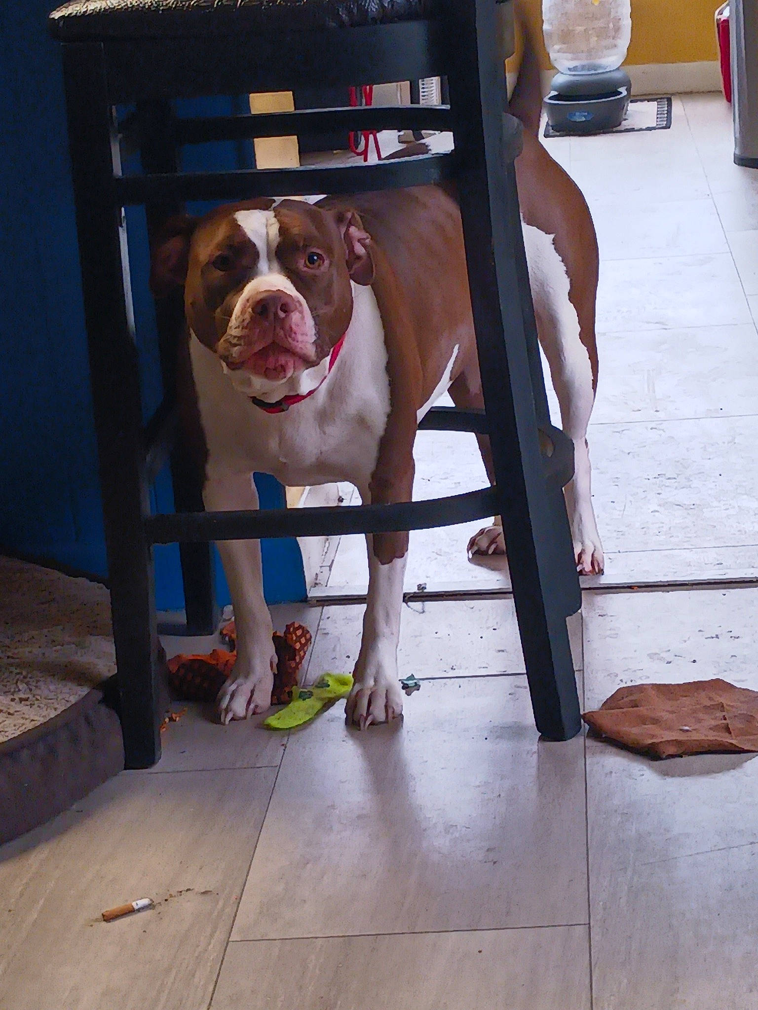 Sissy Girl joined the competition — help win amazing prizes! canidae, carnivore, chair, collar, companion_dog, dog, dog_breed, dog_collar, dog_supply, fawn, flooring, hardwood, houseplant, leash, liver, metal, pet_supply, snout, wood, working_animal