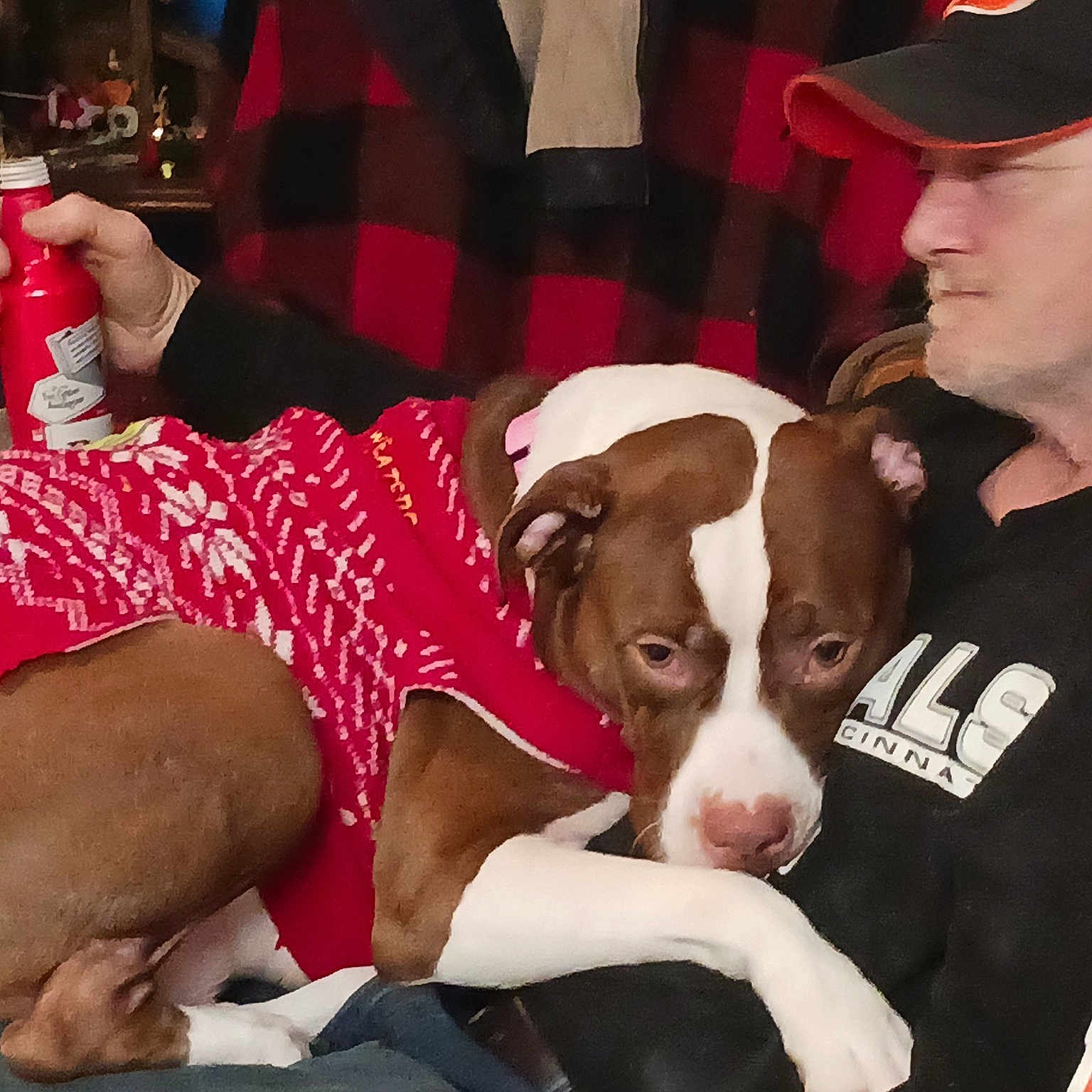 Sissy Girl is registered to the contest to win money with this photo: baseball_cap, cap, carnivore, comfort, companion_dog, dog, dog_breed, dog_supply, event, fawn, fun, fur, human_leg, lap, red, snout, sporting_group, tartan, thigh, working_animal
