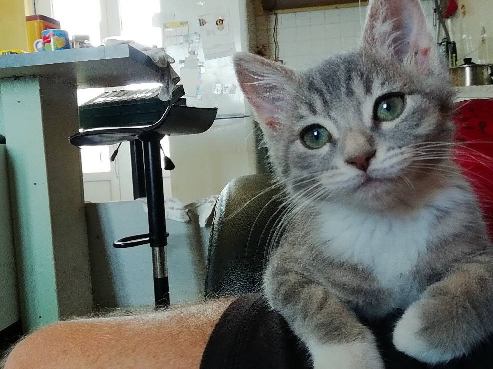 Ganja participe au concours pour gagner de l'argent avec cette photo : bed, carnivore, cat, chair, claw, comfort, domestic_short_haired_cat, felidae, fur, paw, room, sitting, small_to_medium_sized_cats, tail, whiskers, window