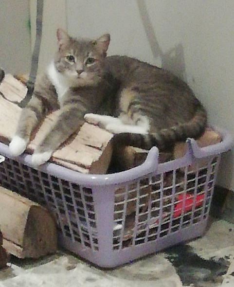 Ganja a rejoint le concours — aidez-le/la à gagner de superbes lots ! animal_shelter, basket, box, carnivore, cat, cat_supply, comfort, domestic_short_haired_cat, felidae, mesh, metal, paw, pet_supply, service, small_to_medium_sized_cats, storage_basket, tail, vehicle, whiskers, wicker