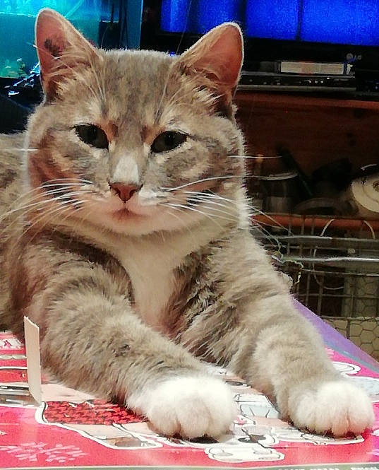 Ganja participe au concours pour gagner de l'argent avec cette photo : blue, carnivore, cat, claw, domestic_short_haired_cat, fawn, felidae, fur, paw, photo_caption, sitting, small_to_medium_sized_cats, snout, tail, whiskers