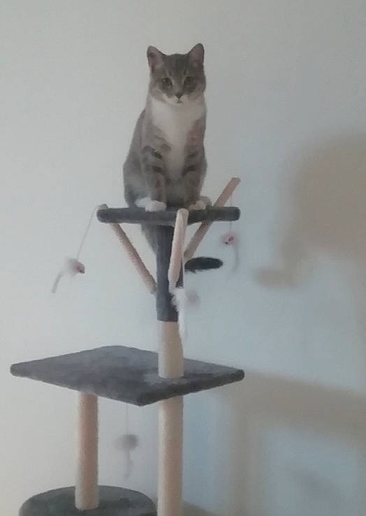 Ganja a rejoint le concours — aidez-le/la à gagner de superbes lots ! animal_figure, art, bird_supply, carnivore, cat, cat_supply, domestic_short_haired_cat, fawn, felidae, figurine, metal, pet_supply, small_to_medium_sized_cats, tail, toy, whiskers, window, wood