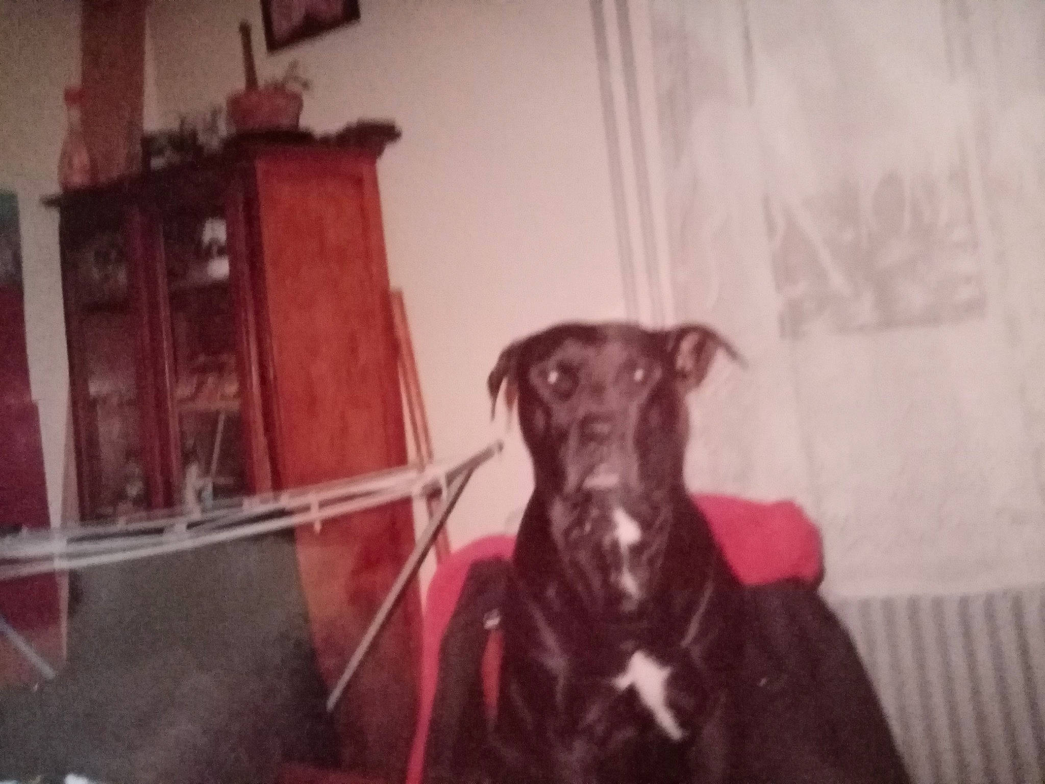 Hercule a rejoint le concours — aidez-le/la à gagner de superbes lots ! borador, carnivore, collar, companion_dog, dog, dog_breed, dog_collar, door, flooring, fur, guard_dog, gun_dog, liver, mammal, picture_frame, room, sporting_group, whiskers, wood, working_animal