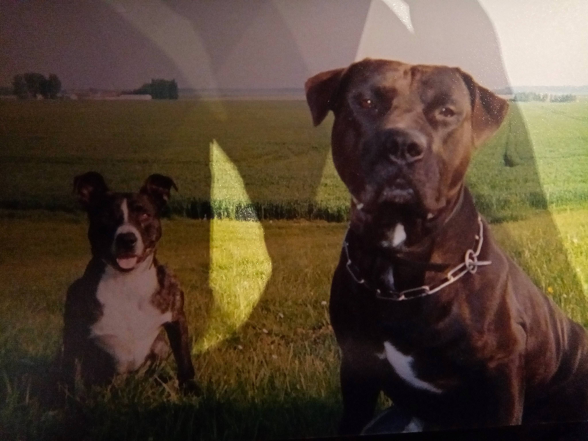 Hercule participe au concours pour gagner de l'argent avec cette photo : canidae, carnivore, collar, companion_dog, dog, dog_breed, dog_collar, dog_supply, fawn, grass, guard_dog, liver, non_sporting_group, pet_supply, snout, sporting_group, vertebrate, whiskers, working_animal, working_dog