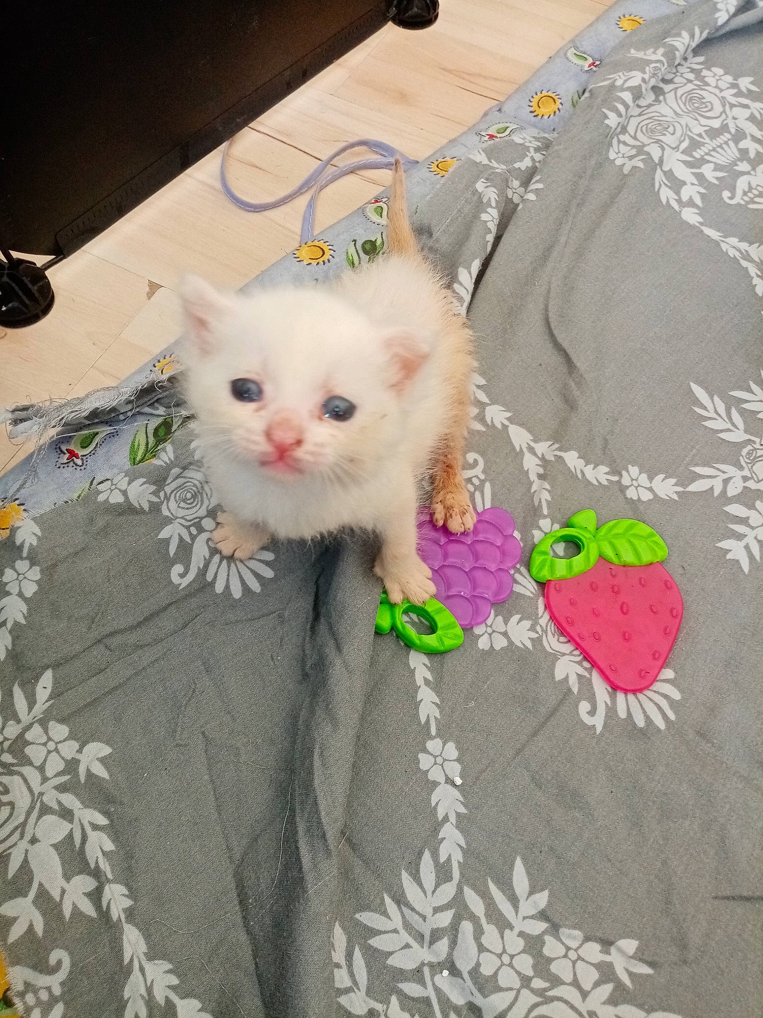 Bella participe au concours pour gagner de l'argent avec cette photo : art, button, carnivore, cat, domestic_short_haired_cat, fawn, felidae, flooring, fur, grey, linens, pattern, petal, plant, sleeve, small_to_medium_sized_cats, tail, textile, whiskers, woven_fabric