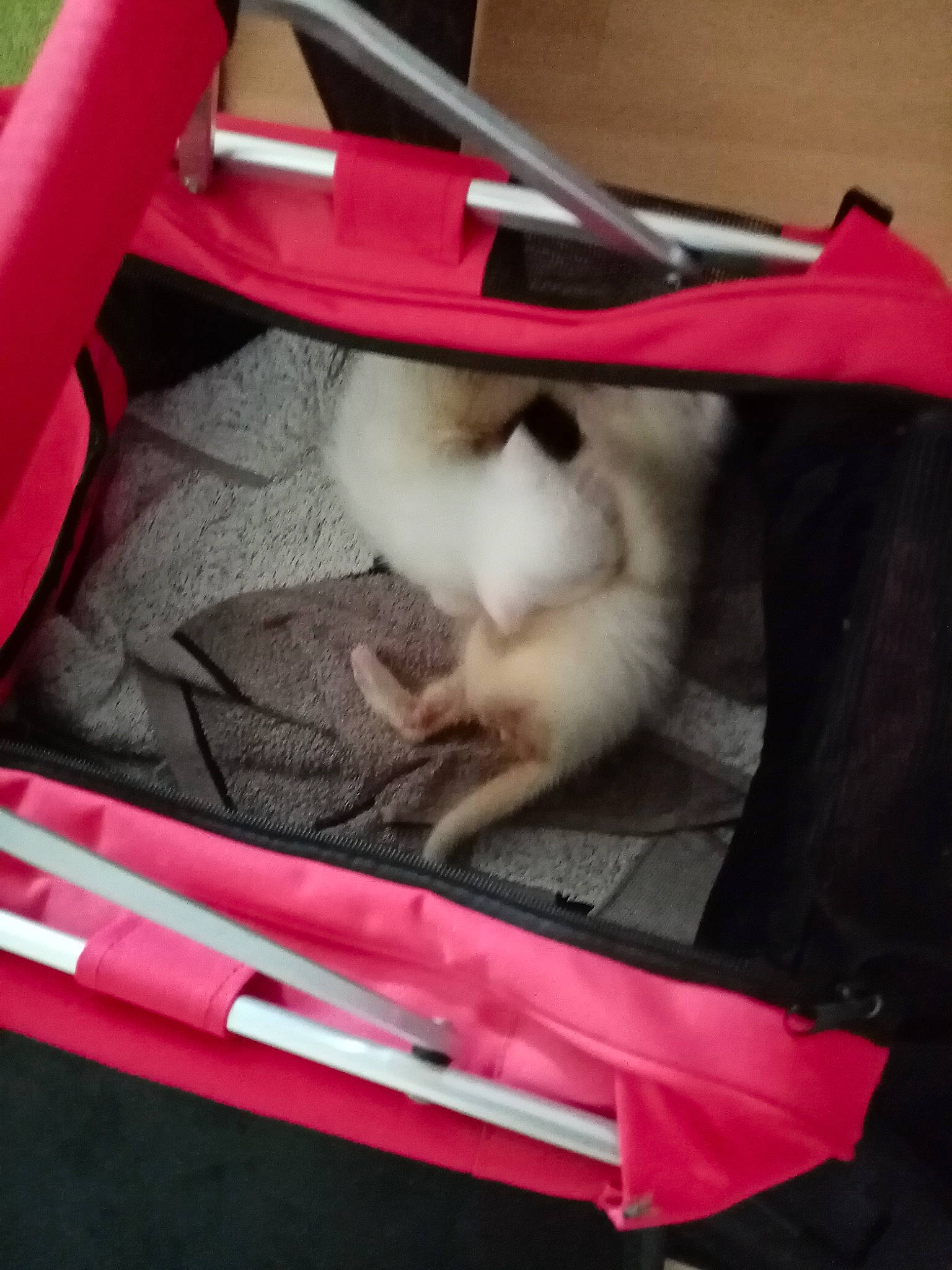 Bella participe au concours pour gagner de l'argent avec cette photo : automotive_exterior, box, car_seat, carmine, carnivore, cat, comfort, companion_dog, dog_breed, fawn, felidae, human_leg, lap, light, magenta, pink, small_to_medium_sized_cats, tail, trunk, whiskers