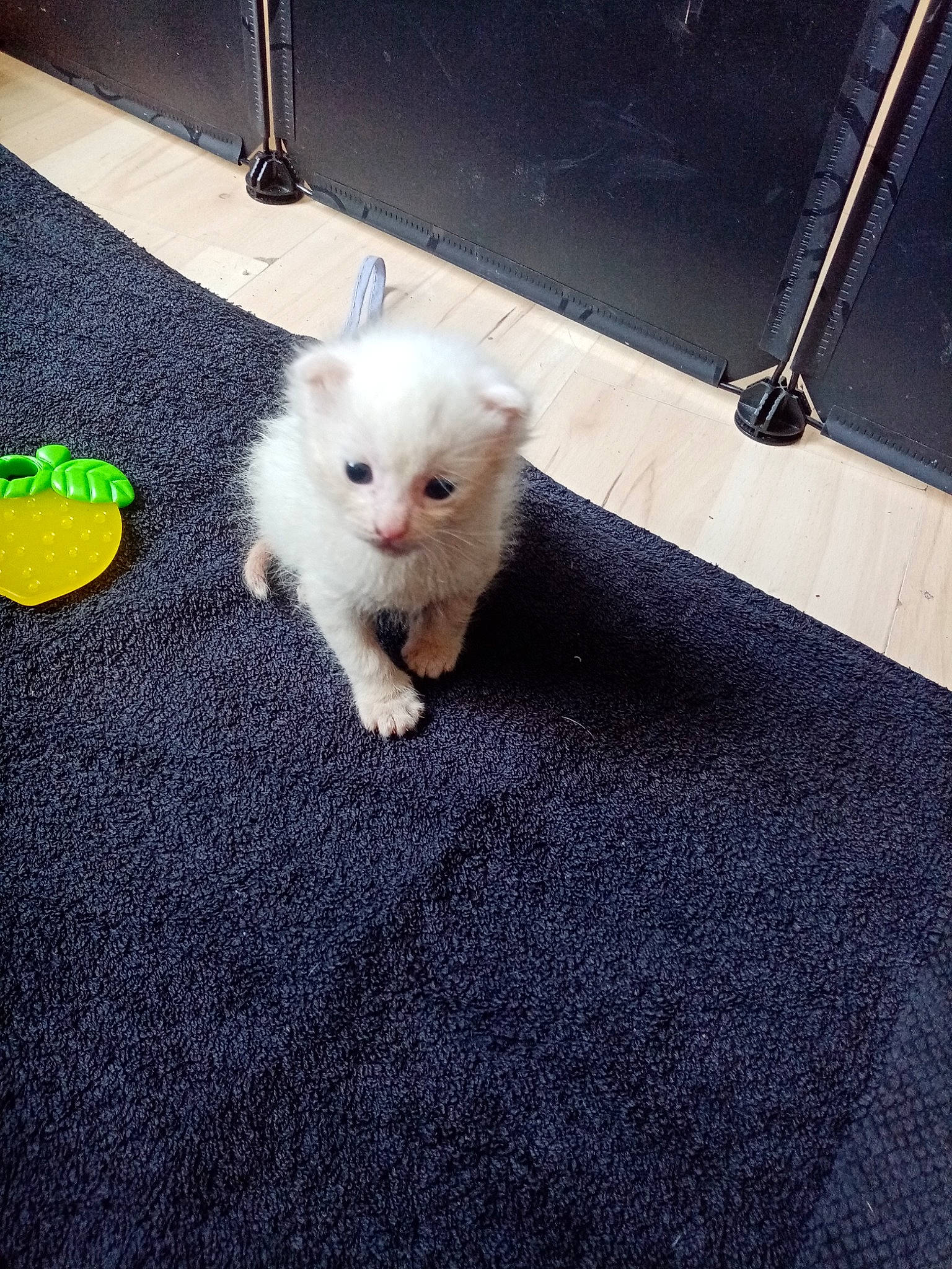 Bella a rejoint le concours — aidez-le/la à gagner de superbes lots ! asphalt, canidae, carnivore, cat, companion_dog, dog_breed, felidae, flooring, fur, hardwood, metal, paw, road_surface, sky, small_to_medium_sized_cats, snout, sporting_group, tail, whiskers, wood