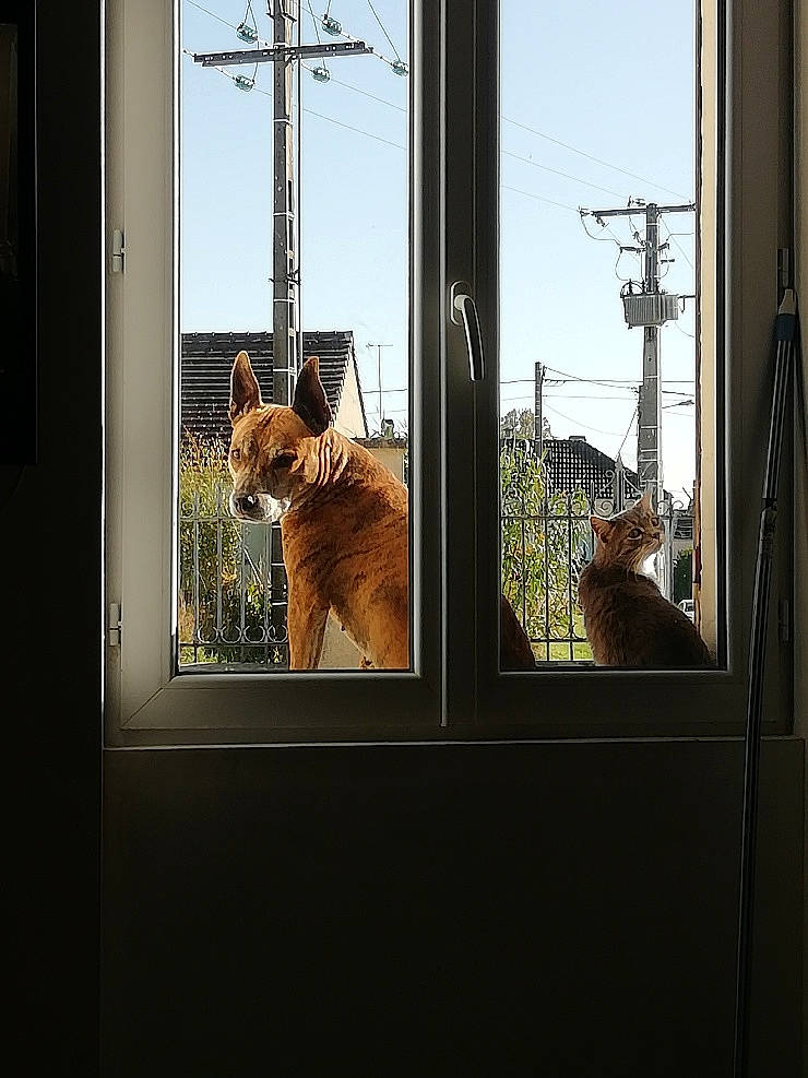 Lilou a rejoint le concours — aidez-le/la à gagner de superbes lots ! art, bengal_tiger, big_cats, building, carnivore, fawn, felidae, house, metal, siberian_tiger, sky, small_to_medium_sized_cats, terrestrial_animal, tiger, tints_and_shades, tree, whiskers, wildlife, window, wood