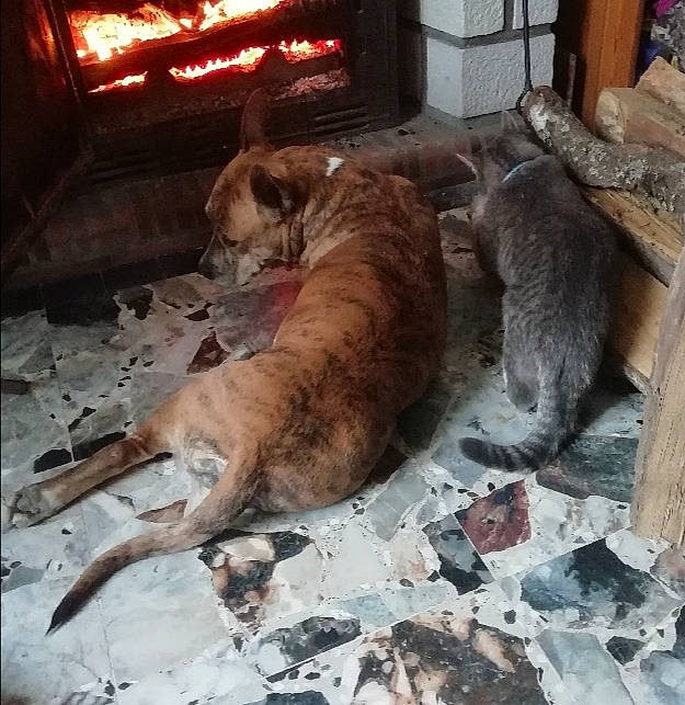 Lilou participe au concours pour gagner de l'argent avec cette photo : canidae, carnivore, comfort, companion_dog, dog, dog_breed, fawn, felidae, flooring, fur, hardwood, mammal, nap, room, snout, sporting_group, tail, vertebrate, wood, working_animal
