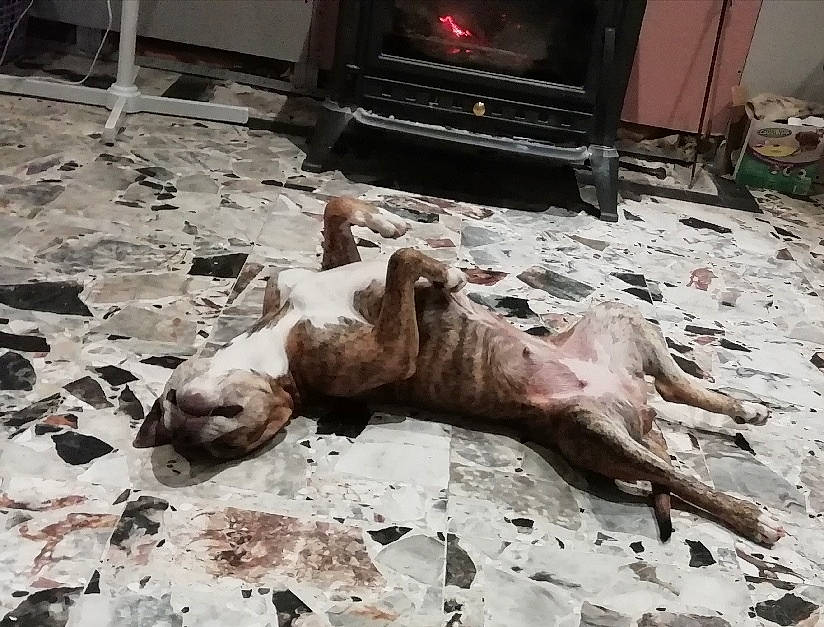 Lilou a rejoint le concours — aidez-le/la à gagner de superbes lots ! bone, fawn, flesh, flooring, foot, gas, hearth, heat, home_appliance, human_leg, kitchen_appliance, room, soil, stove, street_dog, television, terrestrial_animal, trunk, wood, wood_burning_stove