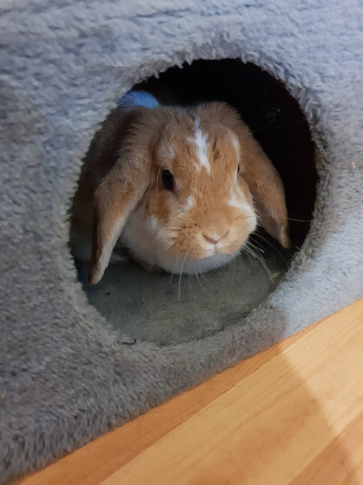 Lapin participe au concours pour gagner de l'argent avec cette photo : beige, domestic_rabbit, ear, fawn, hare, mammal, rabbit, rabbits_and_hares, snout, whiskers