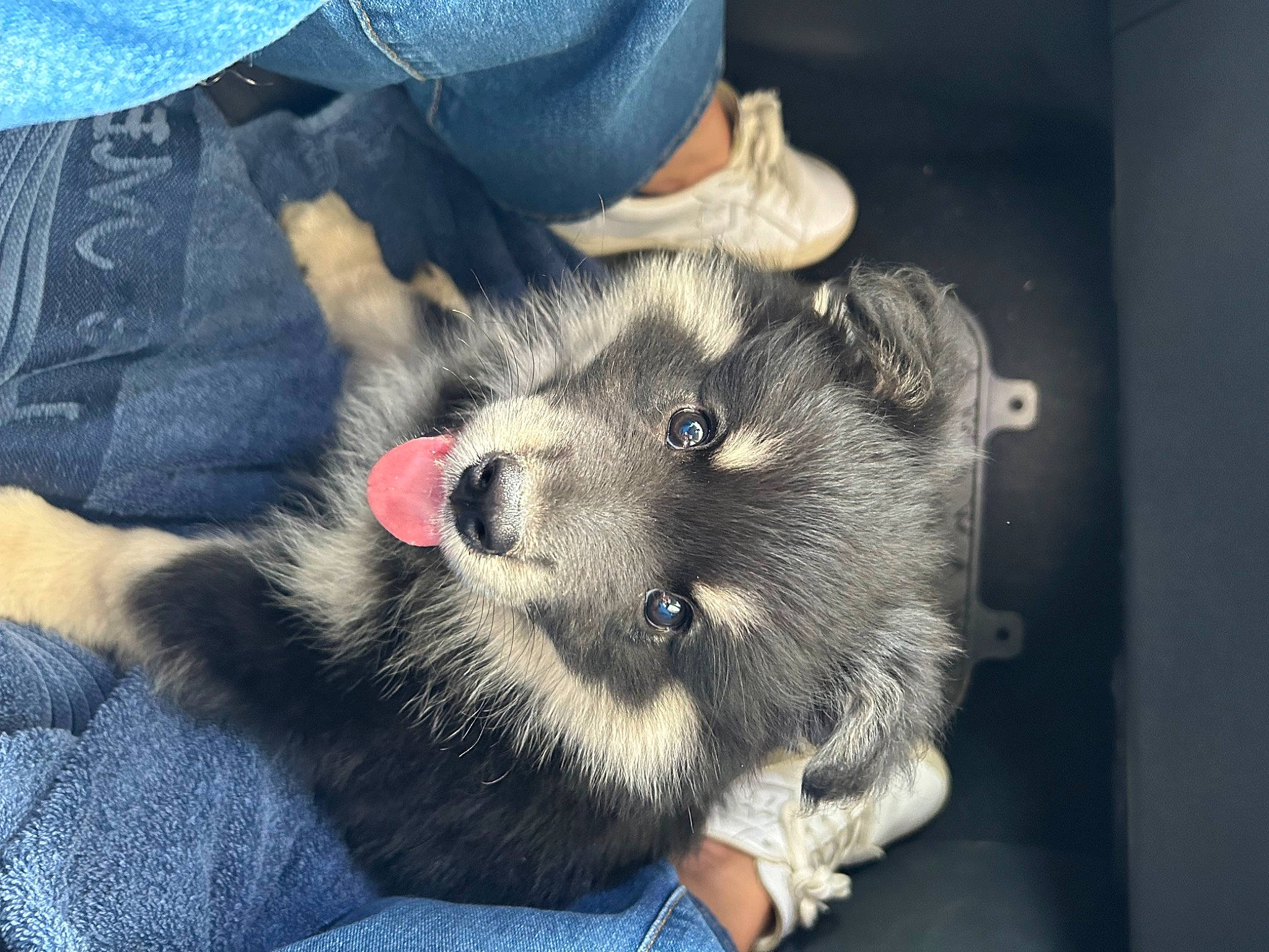 Charly participe au concours pour gagner de l'argent avec cette photo : carnivore, claw, comfort, companion_dog, denim, dog, dog_breed, domestic_short_haired_cat, ear, electric_blue, felidae, fur, fur_clothing, human_leg, lap, paw, puppy_love, small_to_medium_sized_cats, snout, whiskers