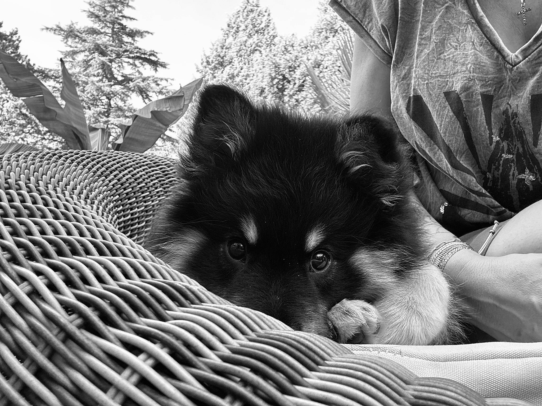 Charly a rejoint le concours — aidez-le/la à gagner de superbes lots ! black, black_and_white, canidae, carnivore, comfort, companion_dog, dog, dog_breed, felidae, fur, monochrome, monochrome_photography, sky, small_to_medium_sized_cats, snout, style, terrestrial_animal, tree, vertebrate, whiskers