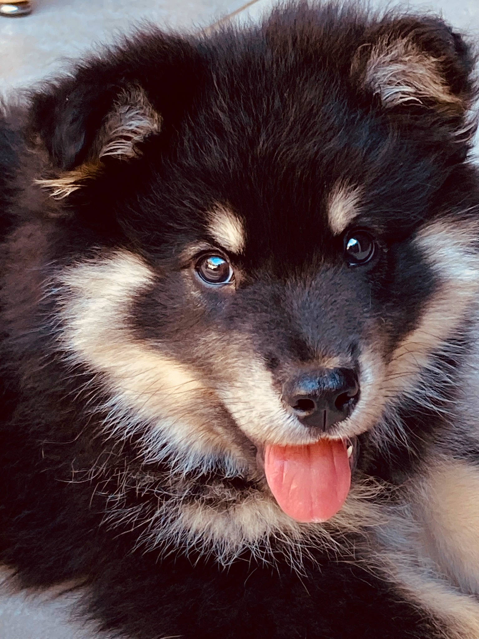 Charly participe au concours pour gagner de l'argent avec cette photo : ancient_dog_breeds, canidae, carnivore, companion_dog, dog, dog_breed, fur, herding_dog, snout, sporting_group, terrestrial_animal, whiskers, working_animal, working_dog