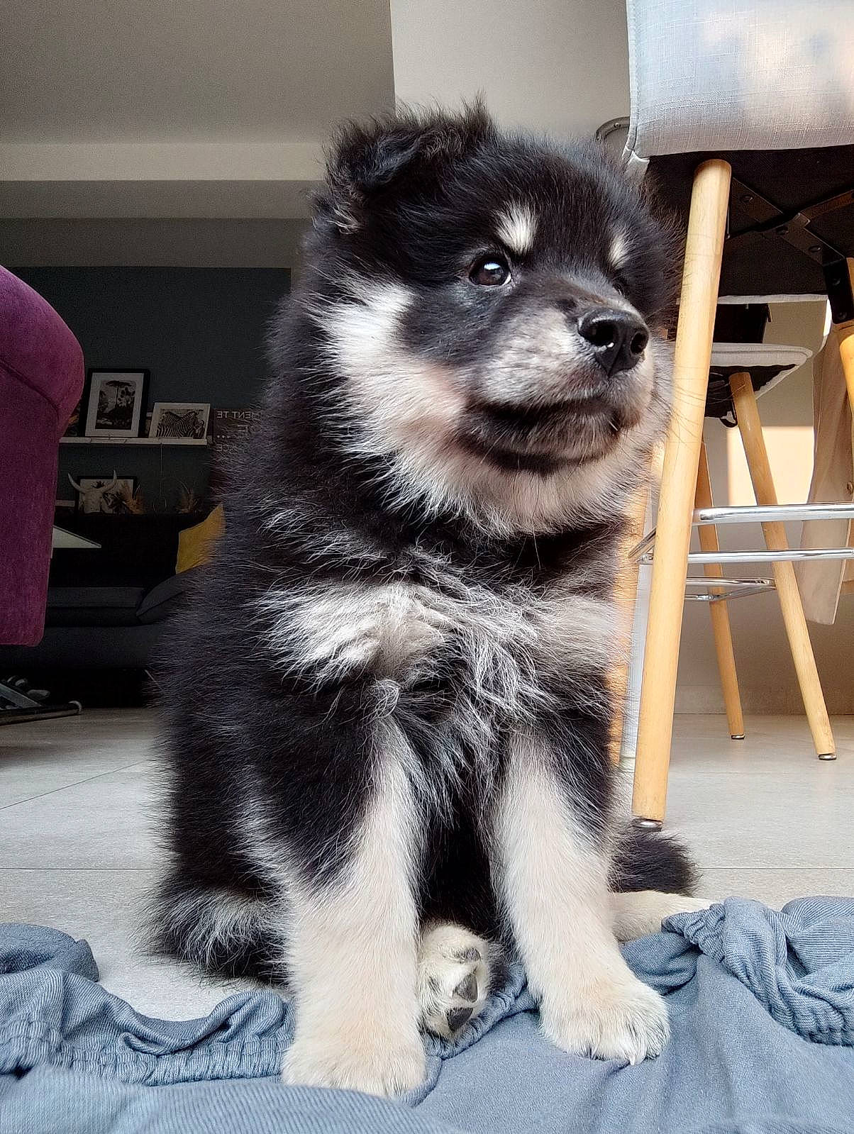 Charly a rejoint le concours — aidez-le/la à gagner de superbes lots ! ancient_dog_breeds, canidae, canis, carnivore, chair, companion_dog, dog, dog_breed, dog_supply, fur, non_sporting_group, puppy, snout, sporting_group, terrestrial_animal, toy_dog, whiskers, working_animal, working_dog