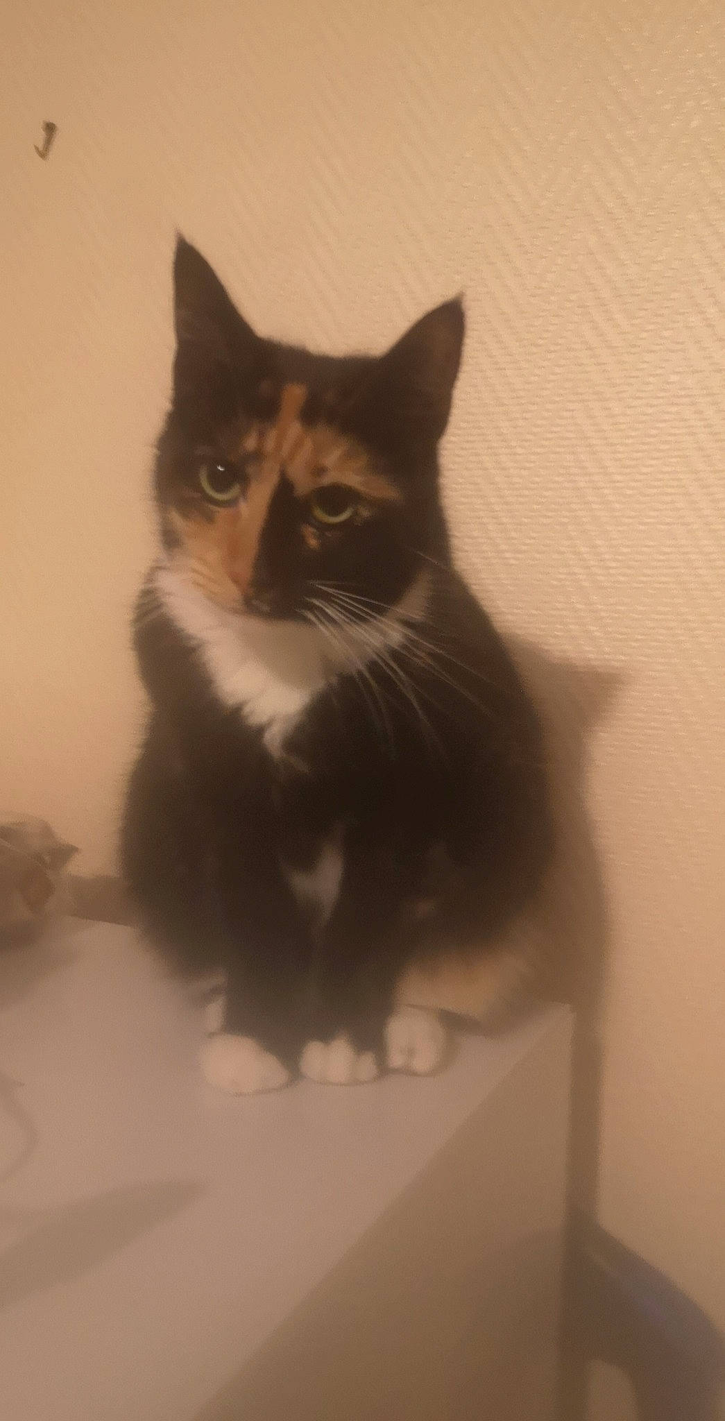 Isis participe au concours pour gagner de l'argent avec cette photo : box, carnivore, cat, domestic_short_haired_cat, door, felidae, fur, grey, monochrome, monochrome_photography, paw, shadow, small_to_medium_sized_cats, snout, stairs, tail, tints_and_shades, whiskers, window, wood