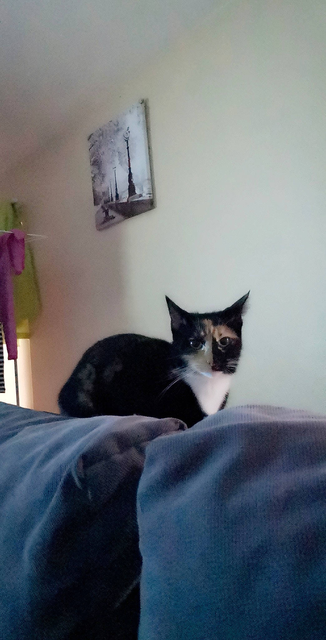 Isis participe au concours pour gagner de l'argent avec cette photo : black_cat, carnivore, cat, comfort, domestic_short_haired_cat, felidae, formal_wear, fur, grey, hardwood, house, leg, linens, picture_frame, room, sleeve, small_to_medium_sized_cats, tail, whiskers, wood