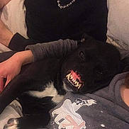 Ninho participe au concours pour gagner de l'argent avec cette photo : accessories, animal, bodypart, canine, clothing, couch, dog, face, furniture, head, jewelry, mouth, necklace, person, pet, photography, portrait, puppy, t_shirt, teeth