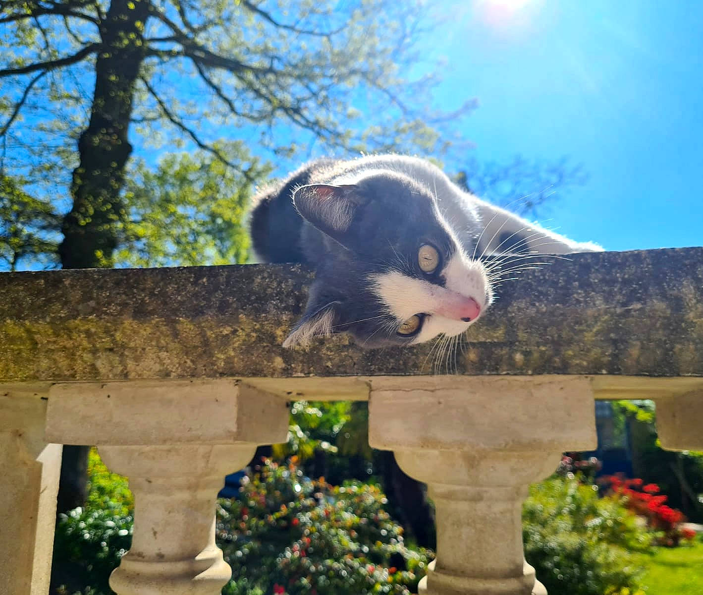 Souricette a rejoint le concours — aidez-le/la à gagner de superbes lots ! carnivore, eye, eyewear, fawn, felidae, garden, grass, happy, landscape, leisure, light, plant, sky, small_to_medium_sized_cats, spring, sunlight, tail, tints_and_shades, tree, whiskers