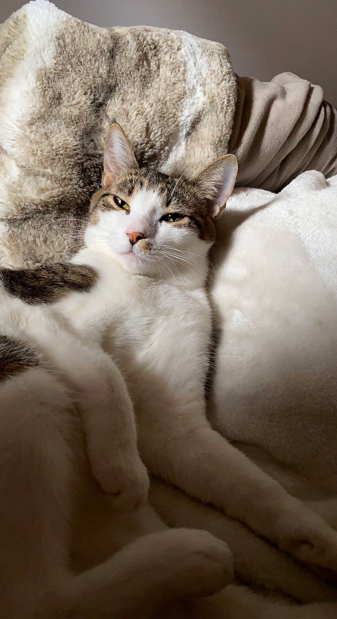 Skeezer joined the competition — help win amazing prizes! carnivore, cat, claw, comfort, domestic_short_haired_cat, fawn, felidae, fur, paw, small_to_medium_sized_cats, tail, terrestrial_animal, whiskers