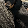 puppy, dog, dachshund, sleeping, closeup, pet, animal, cozy, rest, fur, black, brown, indoor, couch, blanket, relaxation, cute, companion, soft, closeup_photo