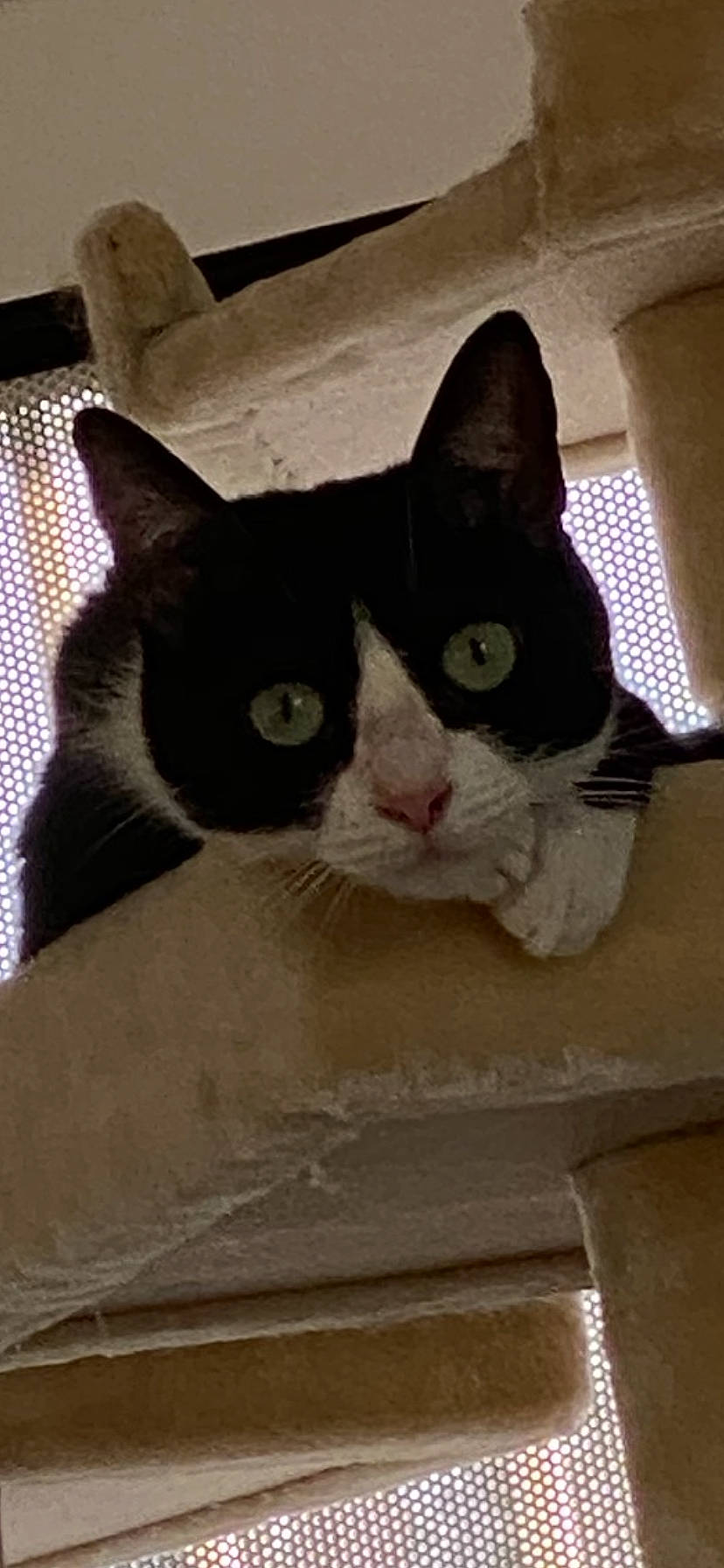 Sundae is registered to the contest to win money with this photo: audio_equipment, box, cardboard, carnivore, carton, cat, domestic_short_haired_cat, ear, felidae, fur, packaging_and_labeling, paper_product, paw, shipping_box, small_to_medium_sized_cats, snout, square, tail, whiskers, wood