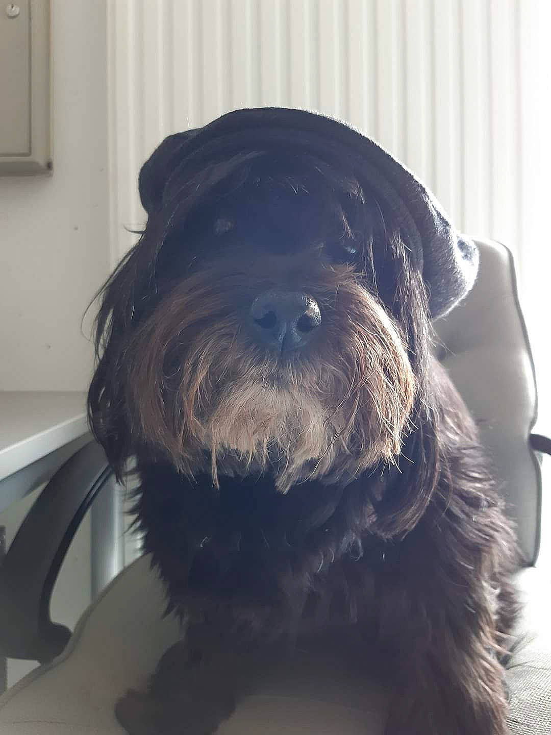 Mya participe au concours pour gagner de l'argent avec cette photo : canidae, carnivore, companion_dog, dog, dog_breed, dog_collar, flooring, fur, liver, non_sporting_group, pet_supply, small_terrier, snout, sporting_group, terrier, toy_dog, wall_plate, working_animal