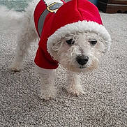 Cabo joined the competition — help win amazing prizes! animal, canine, carpet, christmas_costume, cozy, cute, dog, domestic_animal, fluffy, furniture, holiday_outfit, hoodie, indoor, living_room, pet_clothing, plant, pom_pom, red_hoodie, small_dog, white_dog