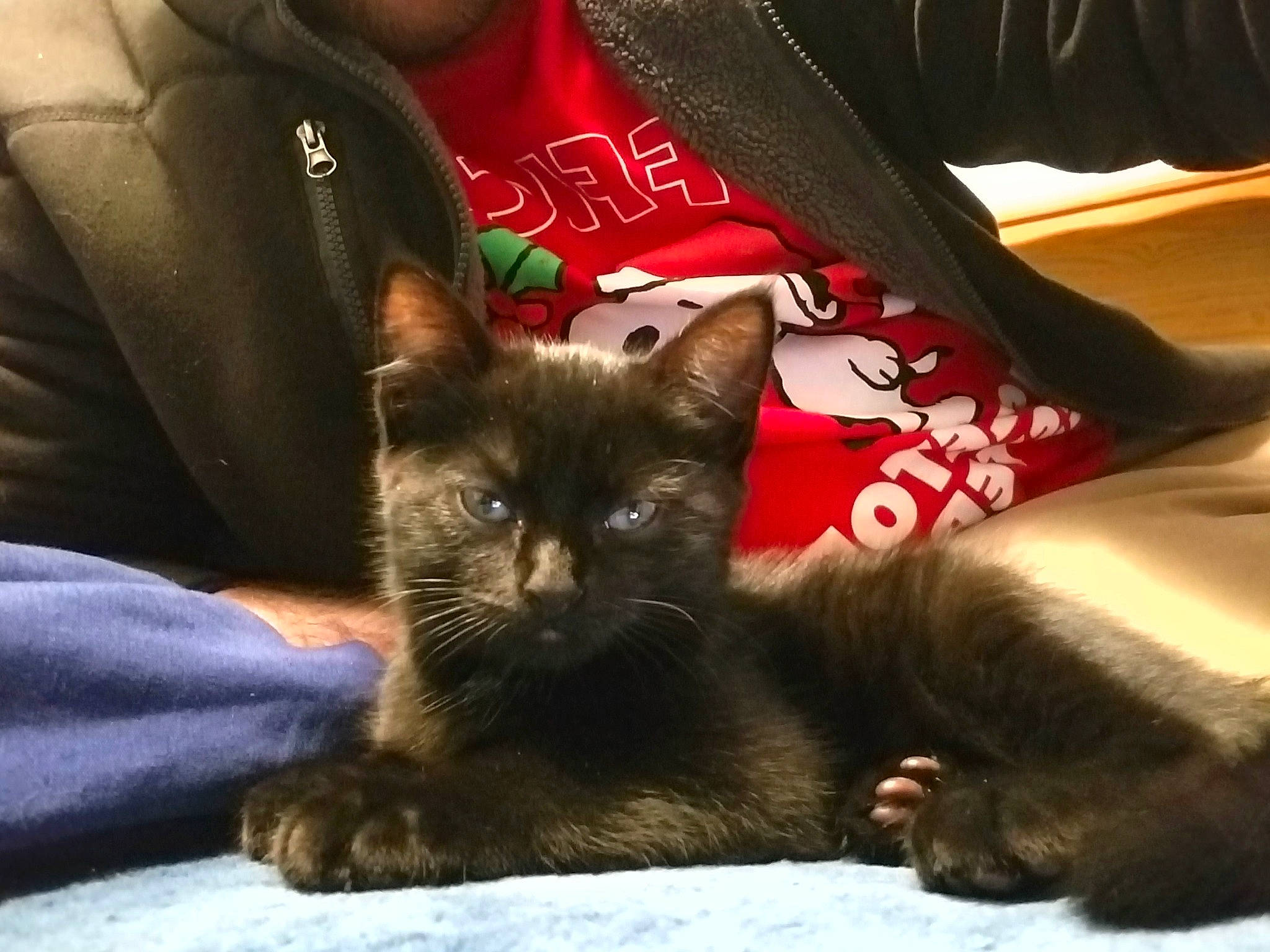 Daisy joined the competition — help win amazing prizes! carnivore, cat, comfort, couch, denim, felidae, fur, hood, hoodie, linens, living_room, mammal, small_to_medium_sized_cats, snout, vertebrate, whiskers