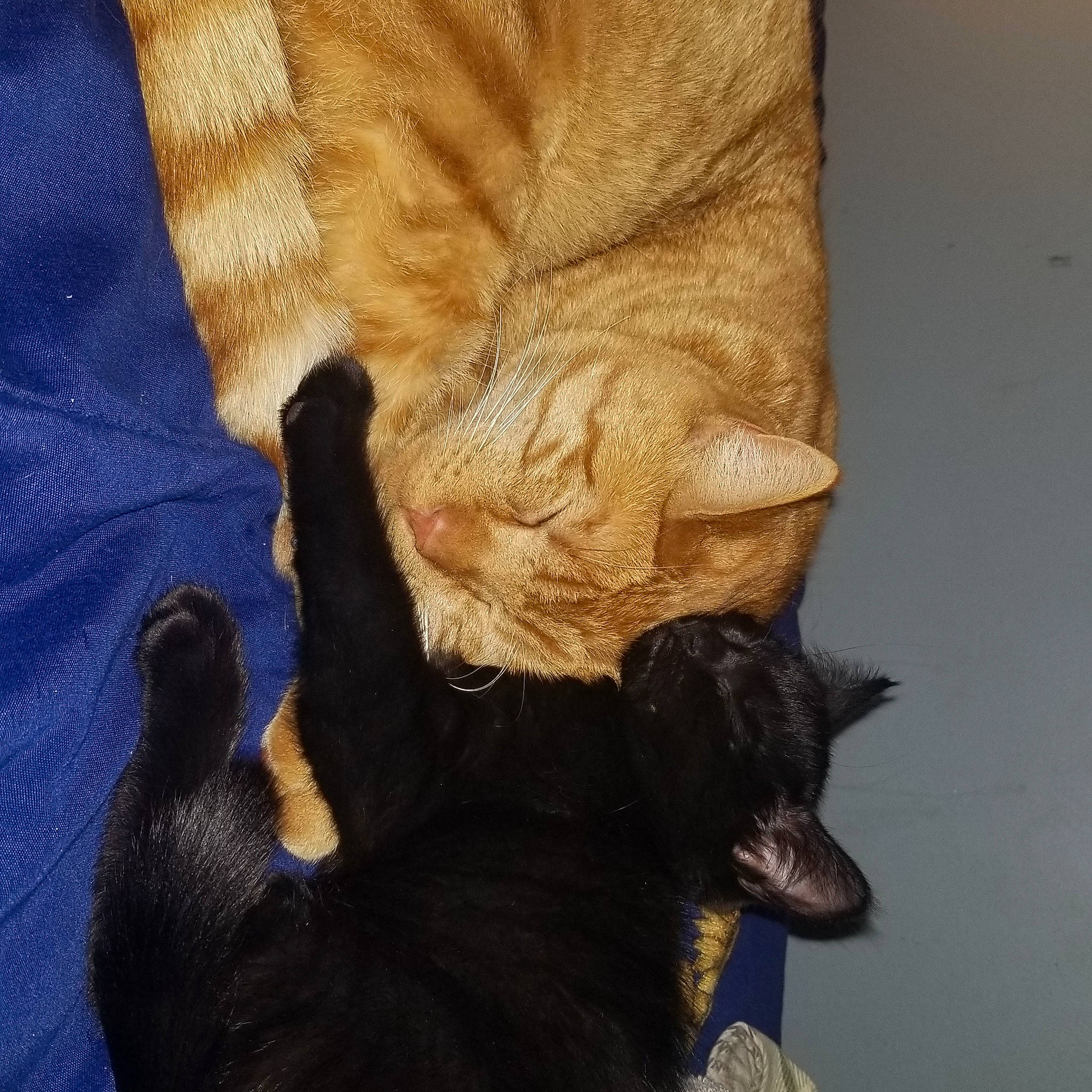 Daisy joined the competition — help win amazing prizes! black_cat, bombay, carnivore, cat, domestic_short_haired_cat, fawn, felidae, fur, organism, small_to_medium_sized_cats, snout, tail, terrestrial_animal, vertebrate, whiskers