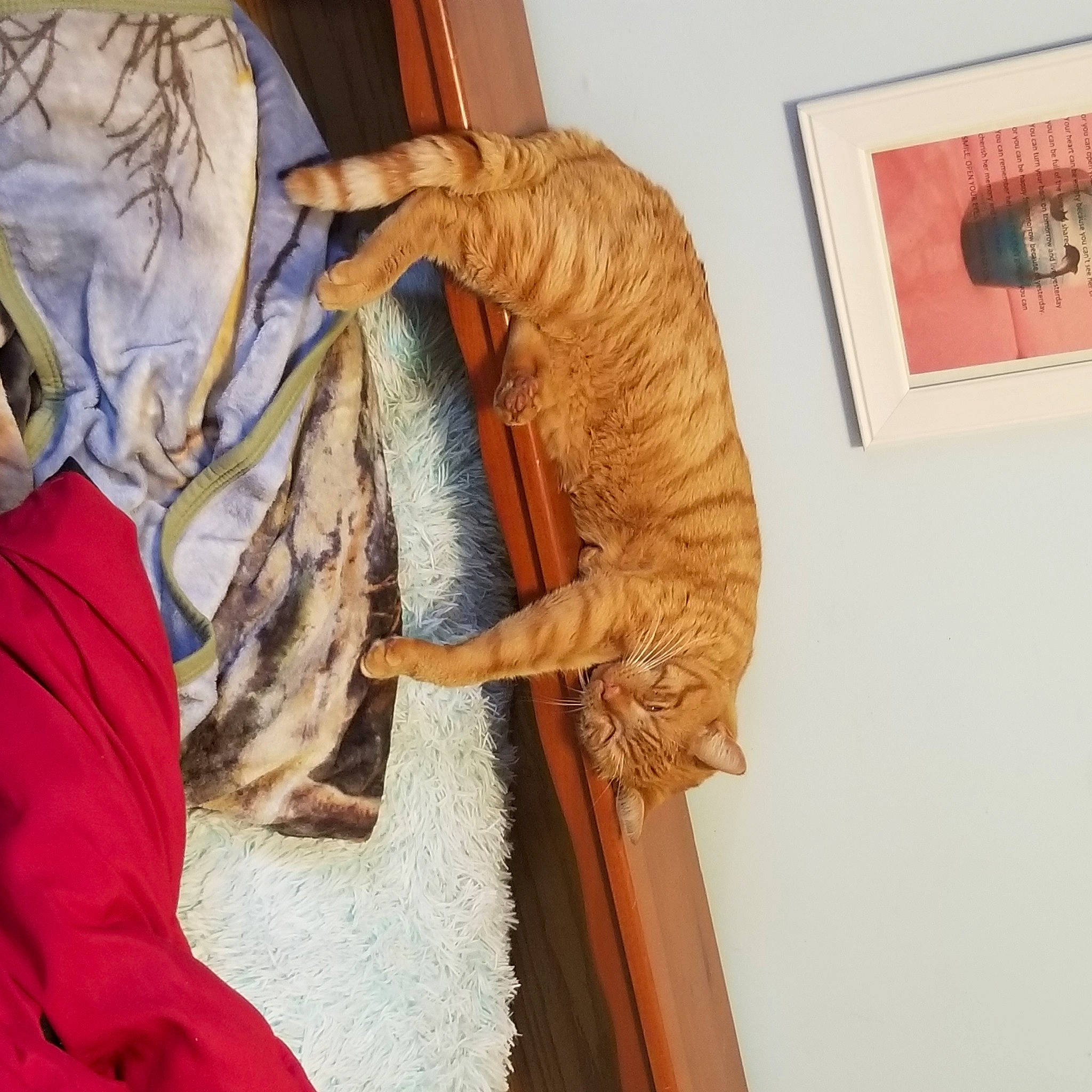 Arlo joined the competition — help win amazing prizes! carnivore, cat, claw, felidae, fur, liver, small_to_medium_sized_cats, tail, textile, vertebrate