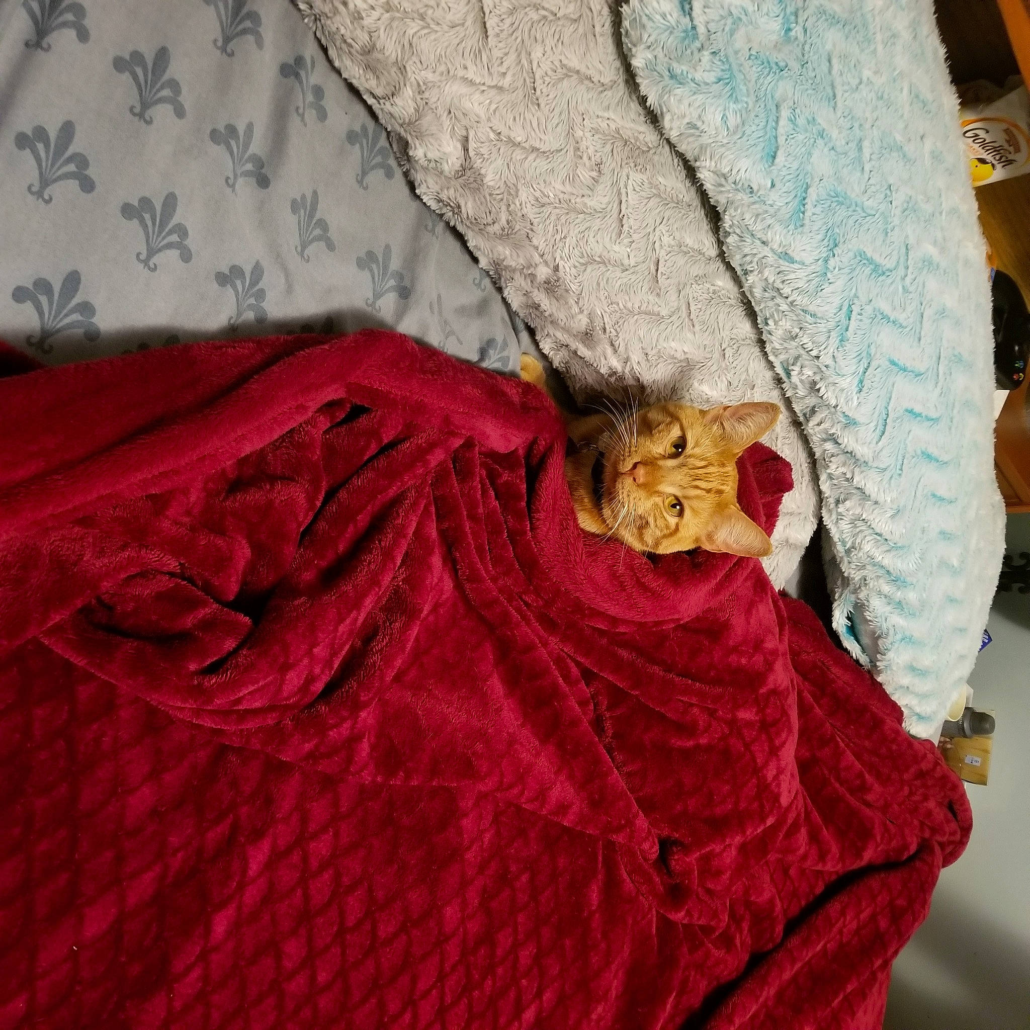 Arlo joined the competition — help win amazing prizes! bed_sheet, bedding, blanket, cat, craft, creative_arts, felidae, fur, linens, maroon, plush, quilt, red, small_to_medium_sized_cats, stuffed_toy, teddy_bear, textile, thread, toy, velvet