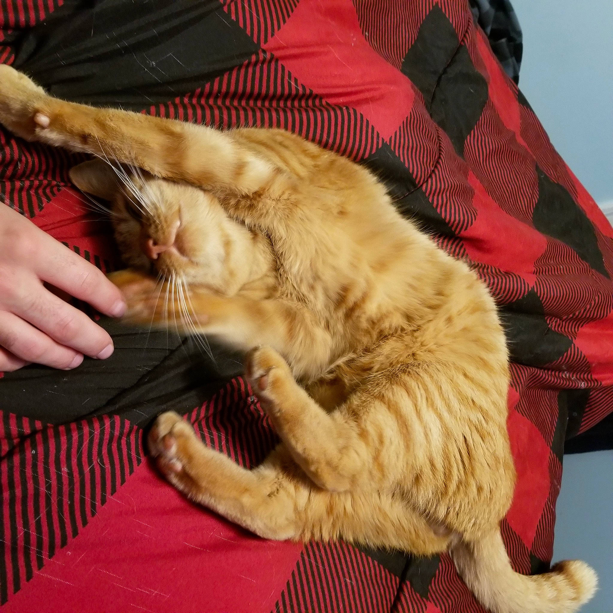 Arlo joined the competition — help win amazing prizes! carnivore, cat, claw, comfort, felidae, flesh, fur, nail, paw, pet_supply, small_to_medium_sized_cats, tail, toe, vertebrate, whiskers