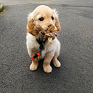 Django a rejoint le concours — aidez-le/la à gagner de superbes lots ! puppy, golden_retriever, dog, toy, rope_toy, outdoor, asphalt, fence, playful, pet, young, cute, animal, sitting, collar, leash, fur, ears, nose, eyes