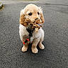 puppy, golden_retriever, dog, toy, rope_toy, outdoor, asphalt, fence, playful, pet, young, cute, animal, sitting, collar, leash, fur, ears, nose, eyes