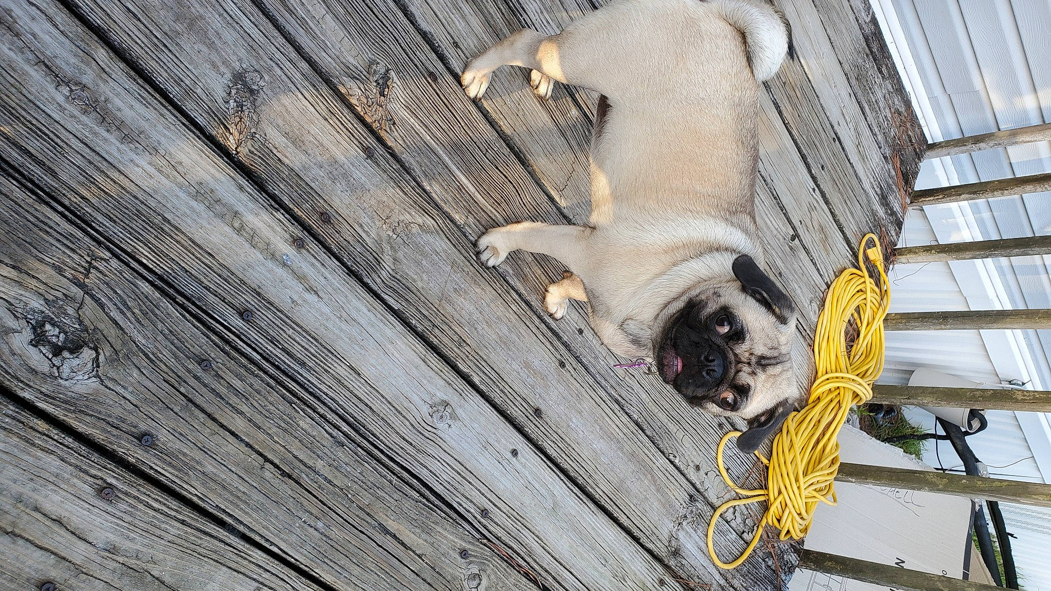 Nala is registered to the contest to win money with this photo: canidae, carnivore, collar, companion_dog, dog, dog_breed, dog_collar, fawn, fur, hardwood, leash, non_sporting_group, pet_supply, plank, pug, sporting_group, tail, toy_dog, wood, working_animal