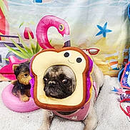 Nala joined the competition — help win amazing prizes! pug, dog, costume, sandwich_costume, toy_dog, pink_inflatable_ring, carpet, beach_backdrop, flamingo, crab, starfish, indoor, pet, animal, cute, funny, portrait, sitting, colorful, playful