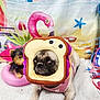 pug, dog, costume, sandwich_costume, toy_dog, pink_inflatable_ring, carpet, beach_backdrop, flamingo, crab, starfish, indoor, pet, animal, cute, funny, portrait, sitting, colorful, playful