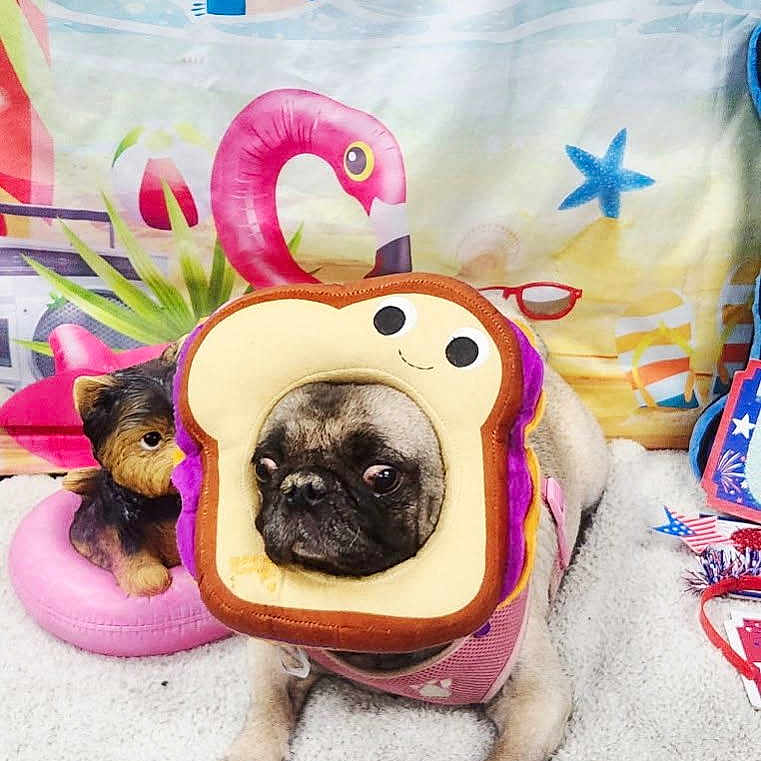 Nala joined the competition — help win amazing prizes! animal, beach_backdrop, carpet, colorful, costume, crab, cute, dog, flamingo, funny, indoor, pet, pink_inflatable_ring, playful, portrait, pug, sandwich_costume, sitting, starfish, toy_dog