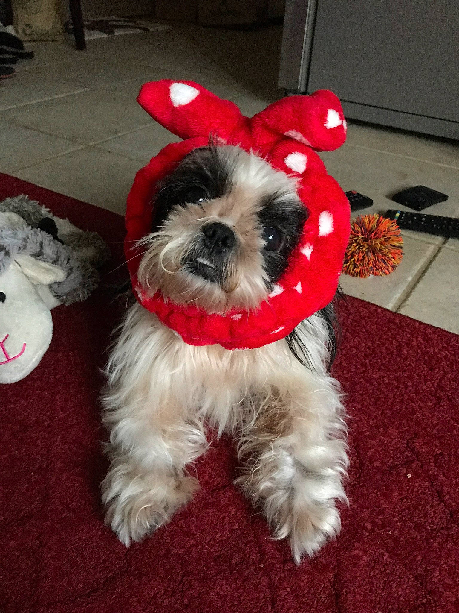 Gorilla joined the competition — help win amazing prizes! canidae, carmine, carnivore, collar, companion_dog, dog, dog_breed, dog_clothes, dog_collar, dog_supply, fictional_character, fur, pet_supply, schnauzer, small_terrier, snout, sporting_group, terrier, toy_dog, working_animal